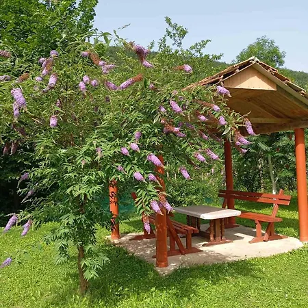 Home-vasva And Hazim *