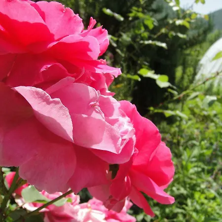 Home-vasva And Hazim Appartement *