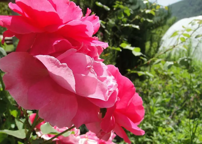 Home-vasva And Hazim Apartmán *